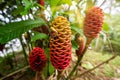 Close-up shot of a red Beehive Ginger Zingiber spectabile flower in Ecuador, Amazon rainforest Royalty Free Stock Photo