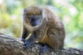 Close up shot of a Red-bellied lemur