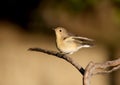 The red-breasted flycatcher