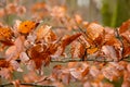 Close up shot of red brown leaves of a european beech tree in the autumn season, dark brown twig with blurred out of focus