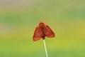Red Brown Moth