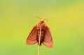 Red Brown Moth