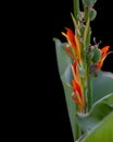 Close up shot of red Canna Lily flower Royalty Free Stock Photo