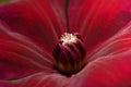 Close-up shot of a red clematis red passion flower Royalty Free Stock Photo