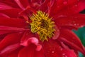 Close up shot of red dahlia flower
