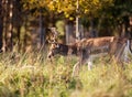 Close-up shot of a Red Deer grazing in Phoenix Park, Dublin, Ireland Royalty Free Stock Photo