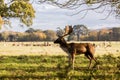 Close-up shot of a Red Deer grazing in Phoenix Park, Dublin, Ireland Royalty Free Stock Photo