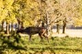 Close-up shot of a Red Deer grazing in Phoenix Park, Dublin, Ireland Royalty Free Stock Photo