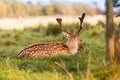 Close-up shot of a Red Deer grazing in Phoenix Park, Dublin, Ireland Royalty Free Stock Photo