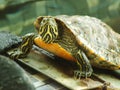 A close up shot of a red eared turtle, Trachemys scripta elegans Royalty Free Stock Photo
