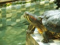 A close up shot of a red eared turtle, Trachemys scripta elegans Royalty Free Stock Photo