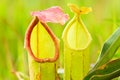 Close-up shot of red and green Nepenthes Royalty Free Stock Photo