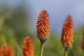 Red hot poker flower in the garden