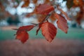 Close-up shot of a red leaf on a tree - autumn, fall Royalty Free Stock Photo