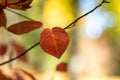 Close-up shot of a red leaf on a tree - autumn, fall Royalty Free Stock Photo