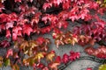 Close-up shot of red boston ivy