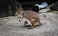 Close up shot of The Red Legged Pademelon with its joey in the pouch. Royalty Free Stock Photo