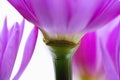 Red lotus in front of white background