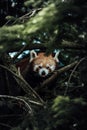 Close-up shot of a red panda perched in a tree