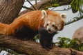 Close-up shot of a Red Panda in the Singapore Zoo River Safari Exhibit Royalty Free Stock Photo