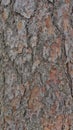 Red pine tree trunk bark texture background. Close up shot Royalty Free Stock Photo