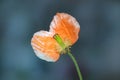 Red poppy flower with one petal