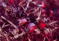 close up shot of red purple rosehip berries on tree leaf under snow on bright winter blurred background Royalty Free Stock Photo