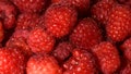 Close-up shot of red raspberries from above