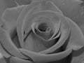 Monochrome close up shot of a red rose, black and white detail. Royalty Free Stock Photo