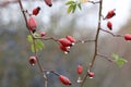 Close up shot of red rose hips in the forest after the rain