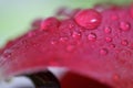 A close up shot of red rose petal and water drops Royalty Free Stock Photo