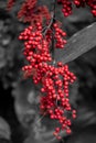 Close-up shot of red Sacred bamboo berries - selective color grayscale Royalty Free Stock Photo