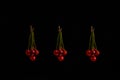 Close up shot of red shiny ripe cherry bunch isolated on dark background with copy space for text Royalty Free Stock Photo