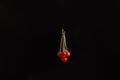 Close up shot of red shiny ripe cherry bunch isolated on dark background with copy space for text Royalty Free Stock Photo