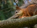 Close-up shot of the Red Squirrel (Sciurus vulgaris) with summer orange and brown coat sitting on a branch Royalty Free Stock Photo