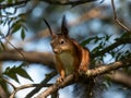 Red Squirrel (Sciurus vulgaris) with summer orange and brown coat sitting on a branch with sky in the Royalty Free Stock Photo