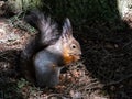 Red Squirrel (Sciurus vulgaris) with winter grey coat sitting on the ground and holding a pine cone in paws Royalty Free Stock Photo