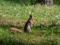 Red Squirrel (Sciurus vulgaris) with winter grey coat sitting on the ground and holding a pine cone in paws Royalty Free Stock Photo