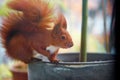 Close-up shot of red squirrel. Small colourful rodent with big fluffy tail