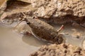 Close-up shot of a red swamp crayfish in a water filled burrow Royalty Free Stock Photo