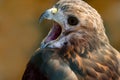 A close-up shot of a red tailed buzzard Royalty Free Stock Photo