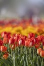 Close up shot of red Tulip flowers Royalty Free Stock Photo