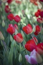 Tulip flowers in the garden Royalty Free Stock Photo