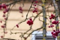 Close up shot of red winterberries on bare twigs Royalty Free Stock Photo