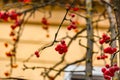 Close up shot of red winterberries on bare twigs Royalty Free Stock Photo