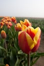 Close up shot of red yellow tulip