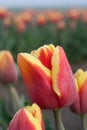 Close up shot of red yellow tulip 2 Royalty Free Stock Photo