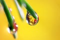 Close up shot of refraction of flower in a water droplet on the plant Royalty Free Stock Photo