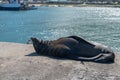 Seal seen basking in the sun