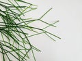 Close-up shot of Rhipsalis succulent flowering green plant leaves isolated on a white background Royalty Free Stock Photo